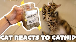 CAT'S FUNNY REACTION TO CATNIP! HILARIOUS CAT VIDEOS | BEST CAT REACTION VIDEO | TheMingmingCo. by TheMingmingCo. 397 views 3 years ago 2 minutes, 54 seconds