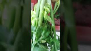 #celery#health  #benefits# #asmr #satisfying #shorts#viral #video