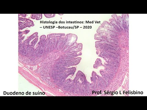 Histologia do Sistema Digestório:  intestinos