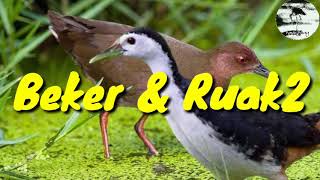 Suara burung pikat Ruak-ruak & Beker