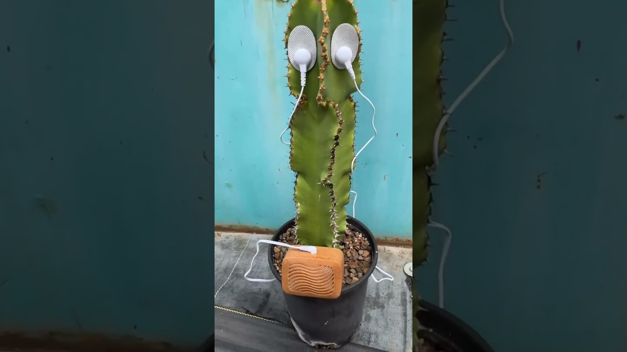 We D Never Heard This Sound Before