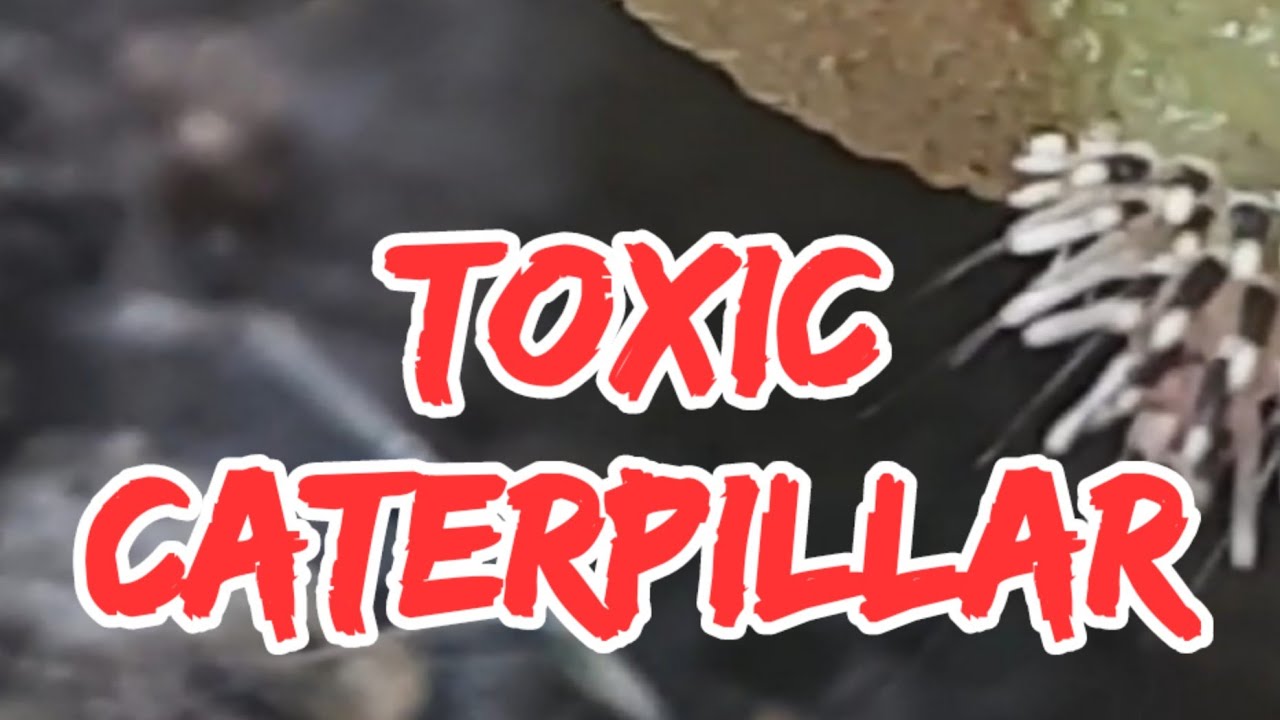 Tiny World TV | Toxic catterpilar | Shorts - YouTube