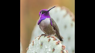 Costa's Hummingbird singing  Tucson, AZ