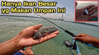 Reel Auto Menjeritt...!! JIKA MANCING MENGGUNAKAN 2 UMPAN KILER INI..!