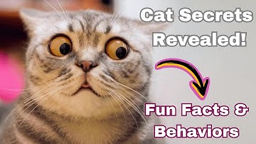 Unveiling the Mysterious World of Cats: Fun Facts, Breeds & Behaviors!