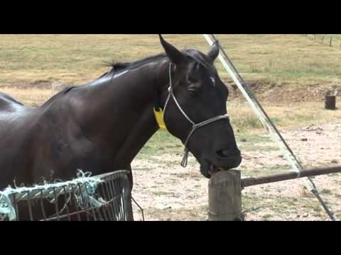 Video: Cribbing En Caballos