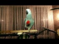 УЖАС!!! Попугай ест ПЕРЕЦ😱 Favorite vegetable parrot Petri Jaco.