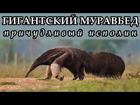 ГИГАНТСКИЙ МУРАВЬЕД - Причудливый исполин