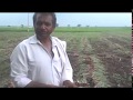 Paddy Cultivation