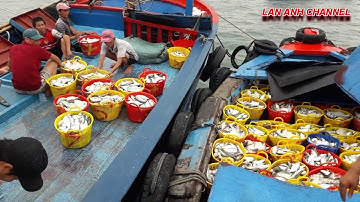 NGHỀ BIỂN, ĐƯỢC MUÀ CÁ TRÍCH, THEO TÀU DỊCH VỤ RA BIỂN BỐC CÁ VỀ CẢNG