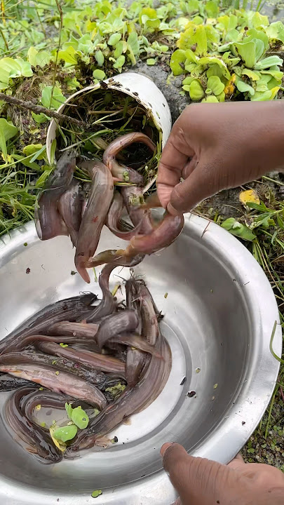 Amazing Fishing Catching video   #viral  #fishvideo #reels #fish #food #villagelife #fishing #natura