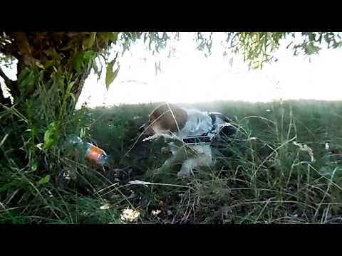 Video: Schaduwminnende Pachisandra