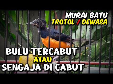 Bulu Yang Di Cabut Apakah Bisa Tumbuh Normal