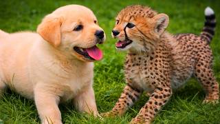 They Grew Up Side by Side... Now This Dog and Cheetah Are Inseparable for Life