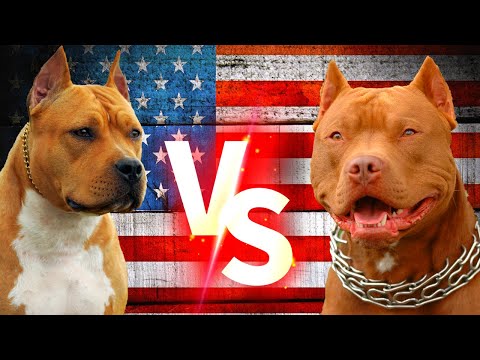 Video: Trendy Yeni Köpek Türü Amerikan Staffordshire Terrier'i Kurutulmuş