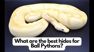 The "Secret" to Choosing the Perfect Ball Python Hide