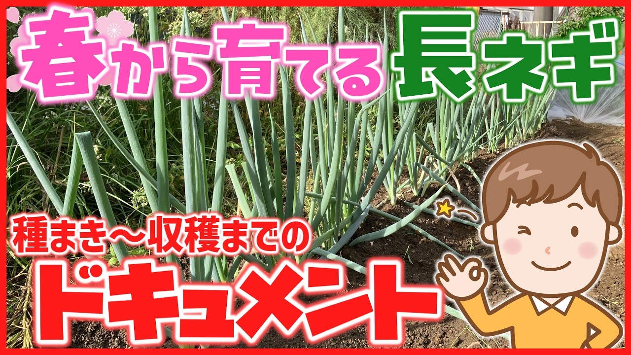 【家庭菜園】３月に種から育てる長ネギ栽培～ジャガイモとネギの輪作ループ～