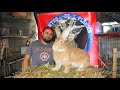 Visitando tu granja 7 granja golden rabbit conejos de alto impacto 