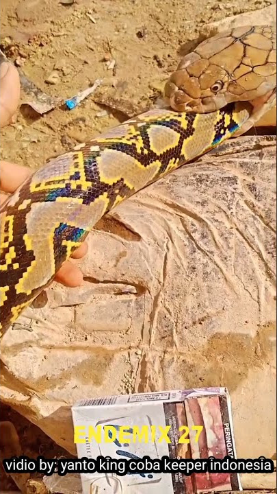 King cobra makan sanca batik #shorts