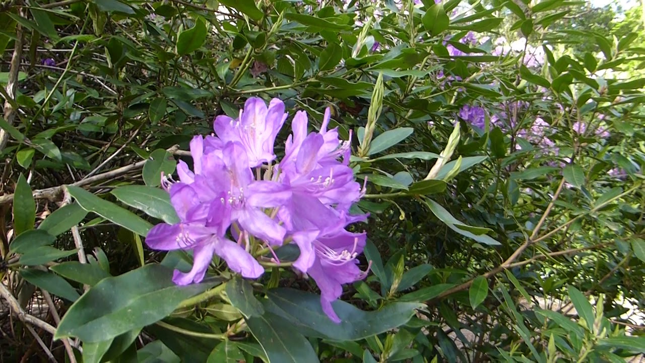Common rhododendron - Rhododendron ponticum - Lyngrósir - Blómstrandi runnar