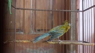 Kenari kalitan gacor