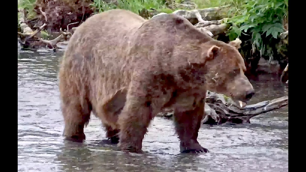 04 Aug 2025: 164 Bucky cowboy stomps for 32 Chunk (explore.org)