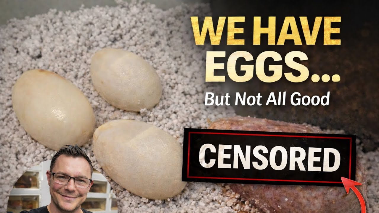 We Have Eggs… But It’s Not All Good | Retic Breeding Update