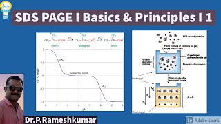 SDS PAGE I Basics & Principles I 1