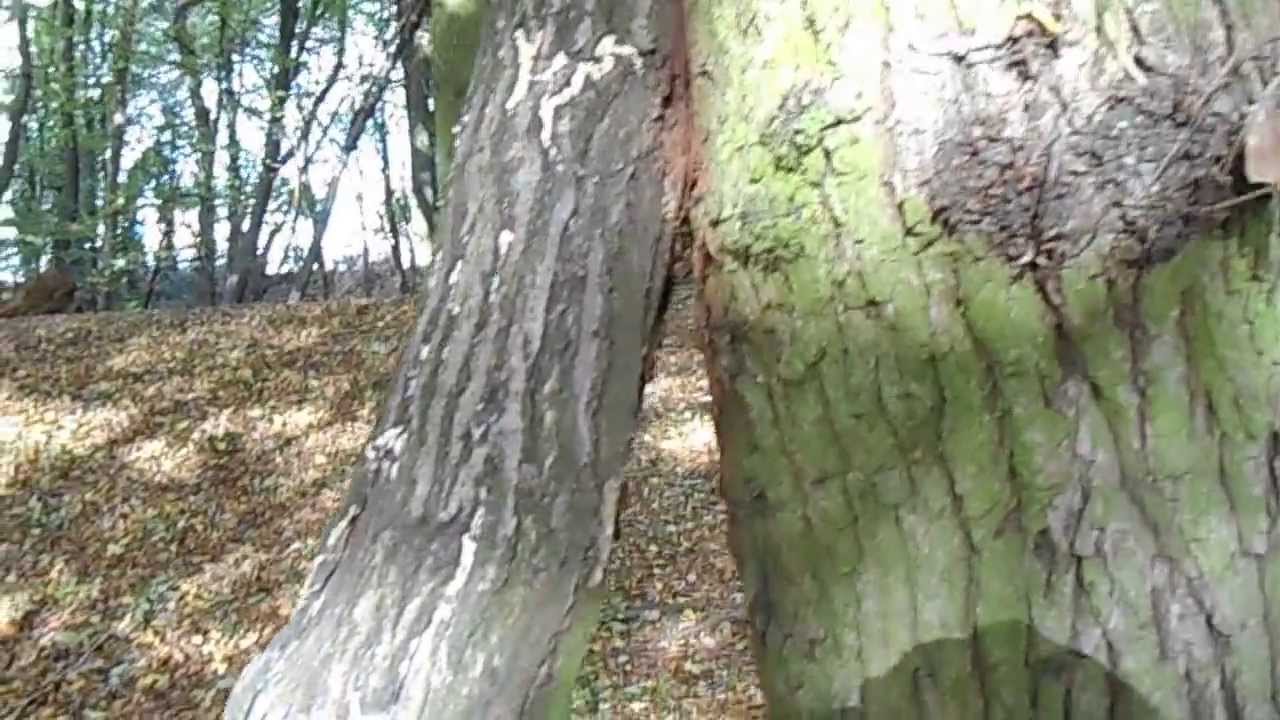 Tree Making A Strange Noise St Albans 3 November 2013 YouTube