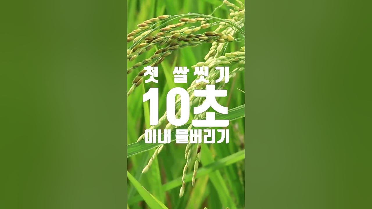 우리가 먹는 쌀밥이 더러운 이유? - Youtube