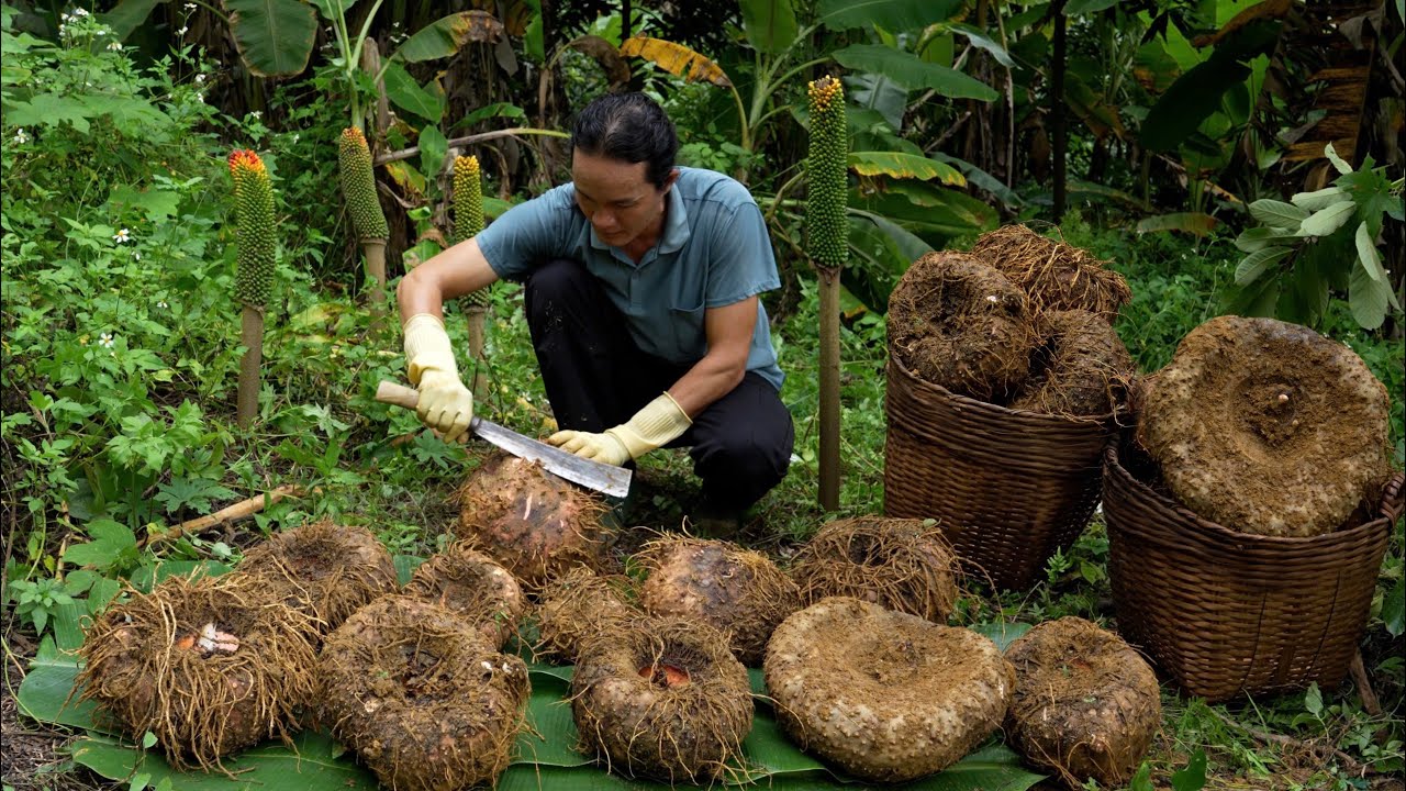 Harvesting Giant Yams – Discover the Ancient Recipe for Delicious Food!