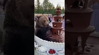 Wedding Crasher Bear Takes A Relaxing Bath In The Chocolate Fountain