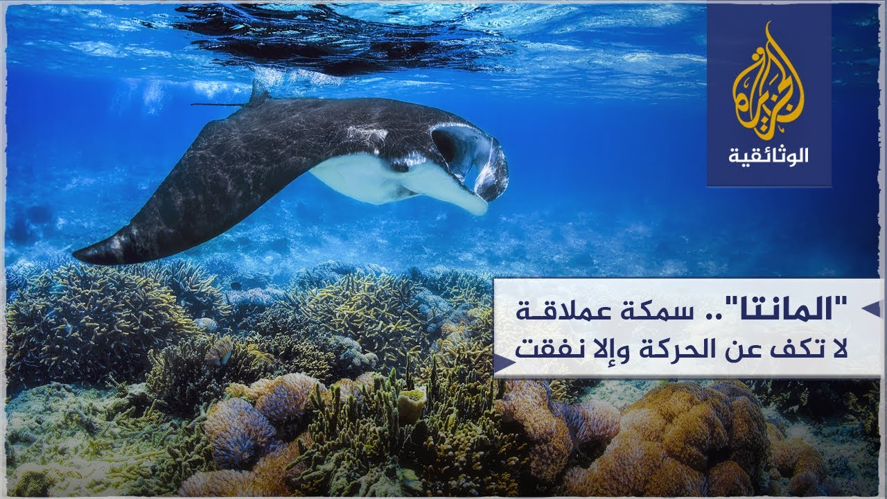 المانتا.. سمكة عملاقة لا تكف عن الحركة وإلا نفقت
