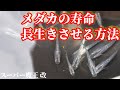 メダカを長生きさせる最適な飼育方法!寿命が長いのはビニールハウス飼育?屋外飼育?室内飼育?スーパー魔王改が.....安らぎAQUAちゃんねる