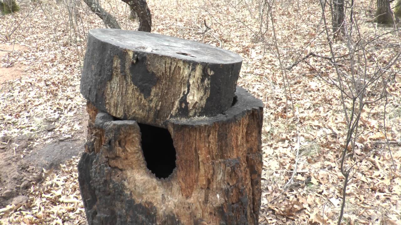 Bear Baiting in Wisconsin YouTube