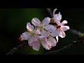 20200409 sakura  tai po park 1080p000930