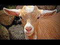 Юный фермер из Аткарска разводит коз