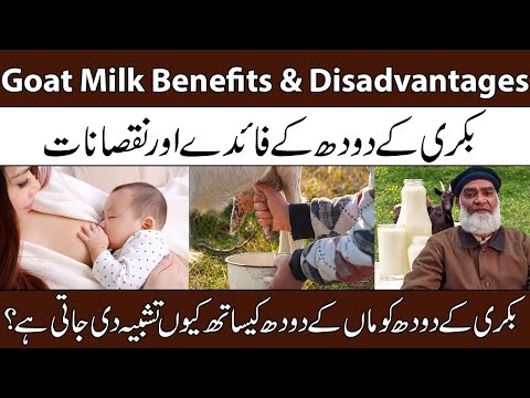 Goat Milk Benefits & Disadvantages | Bakri Ke Doodh Ke Fayde Aur Nuksan | Al-Razaqi Health Recover