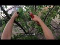 Обрезка запущенного абрикоса чашей
