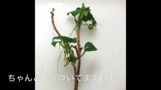 流木にクイックジェルで水草を活着させてみた