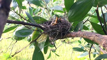 Induk burung cendet memberi makan anaknya