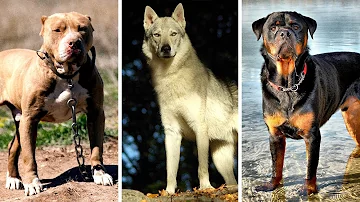 ¿Cuál es la raza de perro más maltratada del mundo?