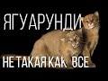 ЯГУАРУНДИ: Странная кошка, которая "охотится" на фрукты | Интересные факты про кошек и животных