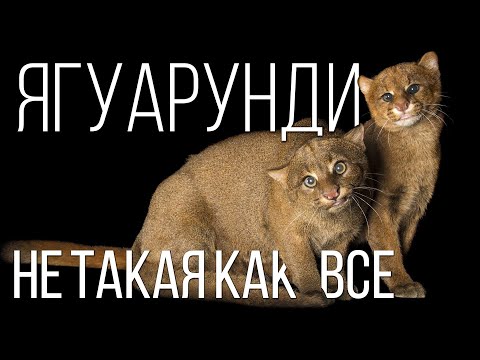 JAGUARUNDI: A strange cat that "hunts" for fruit | Interesting facts about cats and animals