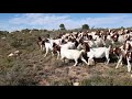 Boer Goats