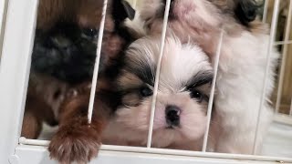 Update 6 Weeks Old Shih Tzu Puppies 🐶 After the bath by Shih Tzus are the Best 1,591 views 3 months ago 1 minute, 46 seconds