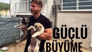 1 ve 2 Aylık KANGAL yavrusu besleme (SAĞLAM BÜYÜME İÇİN)