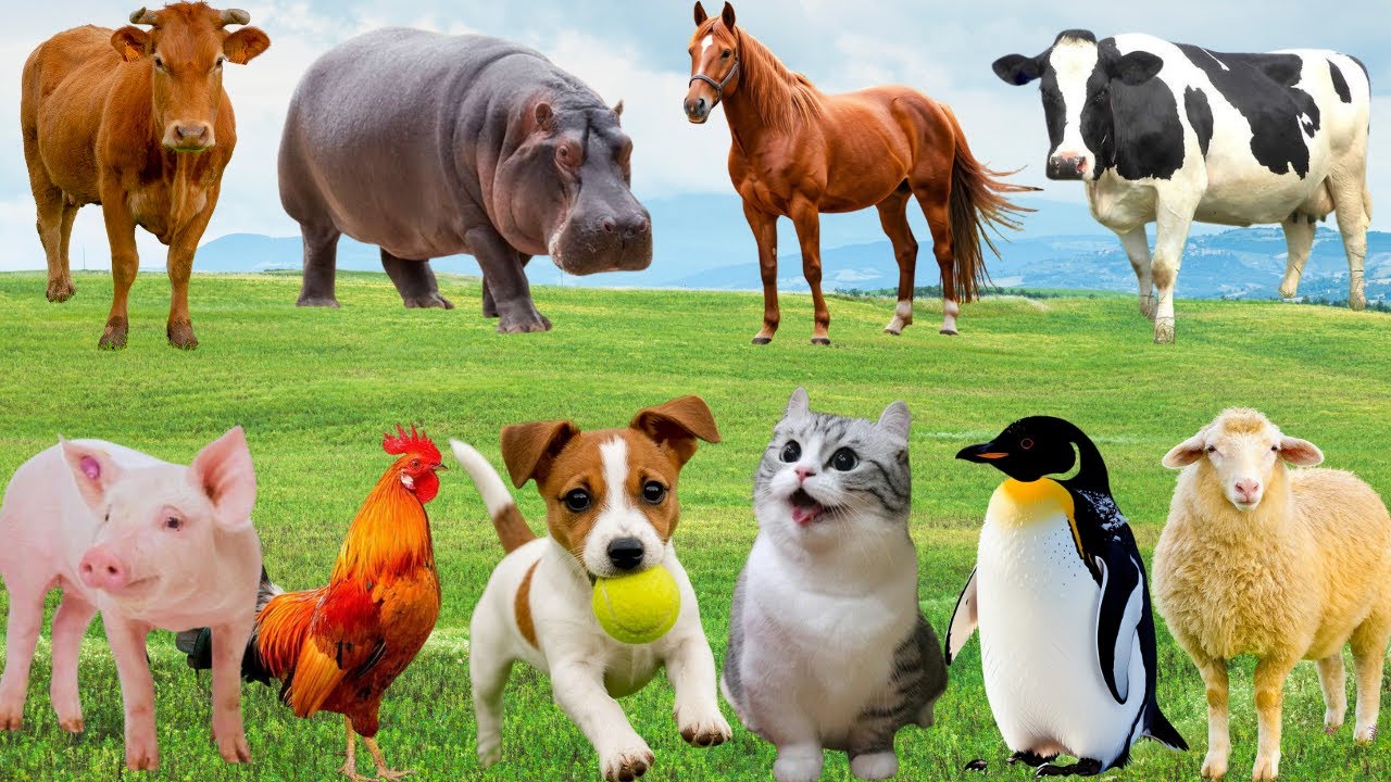 🌿 Đồng Quê Bỗng Thành Sân Khấu – Gà, Bò, Chó & Mèo Cùng “Biểu Diễn” Vui Nhộn | FarmAnimals 🐮🐓🐶😽
