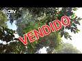 Se venden 2 lotes con arboles frutales $10,000  | CRV EL SALVADOR