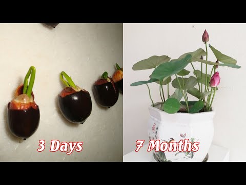 How to grow mini lotus from seeds, sprout
